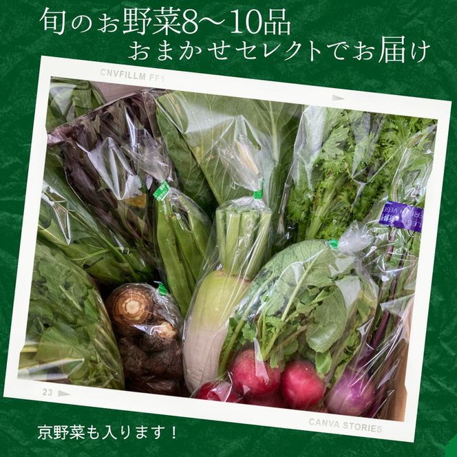 【6回定期便】旬の味！お野菜 詰め合わせBOX 8～10品目×6回（栽培期間中 農薬・化学肥料不使用） 【めぐる農園】京都 亀岡 京野菜 農家より直送