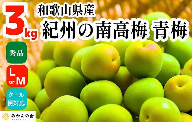 ［2026年6月上旬出荷］青梅 南高梅 3kg 秀品 LまたはMサイズ 和歌山県産 A品 梅酒作り用 梅ジュース作り用 AX94