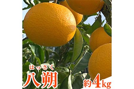 先行予約 和歌山県産 八朔(はっさく) 約4kg 前商店[2025年1月上旬-1月末頃出荷]産地直送 柑橘---wsk_ucsbhsk_ac1_22_11000_4kg---