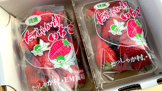 茨城県産 いちご 「 紅ほっぺ 」 2パック イチゴ 苺 果物 フルーツ 新鮮 旬 果実 [AM133us]