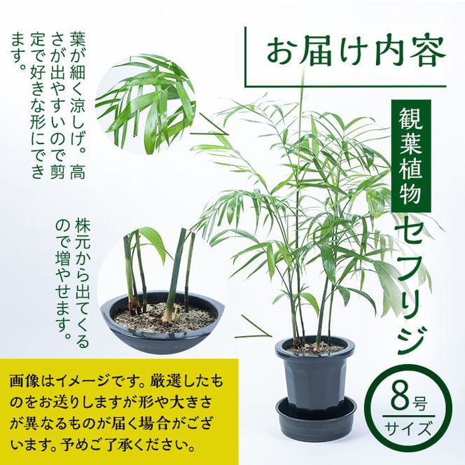 その他観葉植物 / 観葉植物 ドラセナ コンパクター 8号 ブリティッシュキューブ