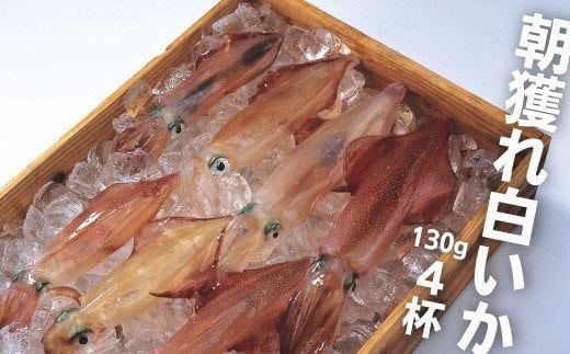 [島獲れ白いか]ブランドイカ 白いか130g 4杯セット