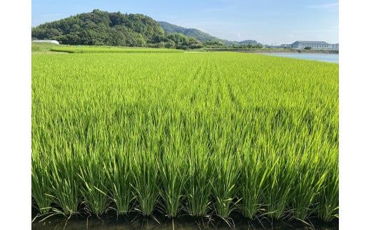 C122 あいお（秋穂）で育ったお米　きぬむすめ　無洗米　10kg