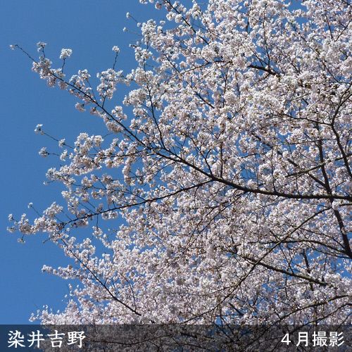 すだ農園＞2年生 苗木 ◇サクラ(桜) 染井吉野(ソメイヨシノ)[地掘苗