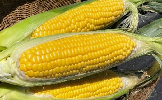 ＜2026年先行予約＞【富士山の麓で育つ】富士河口湖町産 Inakakaraとうもろこし「ゴールドラッシュ」10本入 FBA005