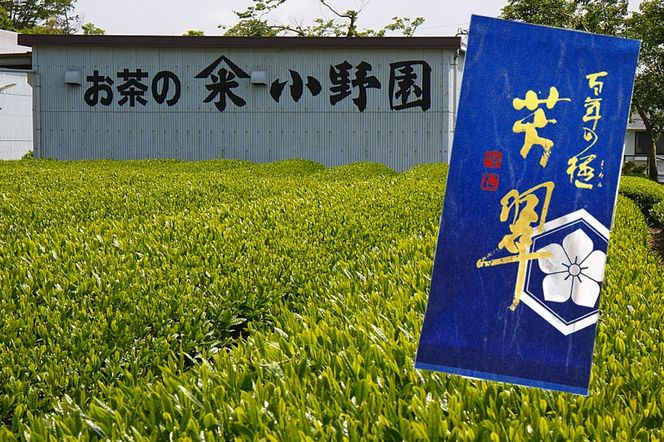 老舗の高級深蒸し煎茶「百年の極 芳翠」
