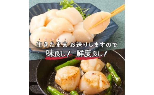 【予約：2026年4月から順次発送】とれたて新鮮！オホーツク海産 活ホタテ貝 4kg 15～35枚 ( 魚介 海鮮 貝 帆立 ほたて ホタテ 4キロ カレー シチュー 肉厚 )【114-0048-2026】