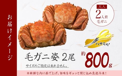 3357. 毛蟹 2尾 計800g前後 食べ方ガイド・専用ハサミ付 カニ かに 蟹 海鮮 ボイル 送料無料 北海道 弟子屈町
