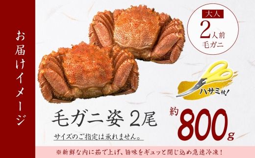 2563. 毛蟹 2尾 計800g前後 食べ方ガイド・専用ハサミ付 カニ かに 蟹 海鮮 ボイル 送料無料 北海道 弟子屈町