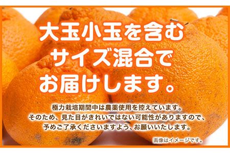訳あり 不知火 デコポン 同品種 みかん ご家庭用 2.5kg+250g(傷み補償分) 池田鹿蔵農園 @日高町 《2月上旬-3月末頃より出荷予定》和歌山県 日高町 送料無料 しらぬい でこぽん 家庭用 訳あり不知火 訳ありデコポン 【配送不可地域あり】---wsh_idn334_2j3m_25_10000_2500g---