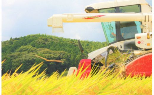 【全6回定期便】【令和7年産予約受付】 ひかりファーム の 夢つくし 10kg【2025年10月以降順次発送】《築上町》【ひかりファーム】 [ABAV020]