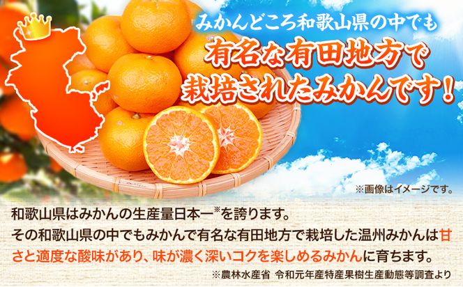 【先行予約】みかん 高級ブランド 田村みかん 5kg 株式会社魚鶴商店《11月下旬-2月上旬頃出荷(土日祝除く)》和歌山県 日高町 柑橘 フルーツ くだもの 果物---wsh_uot92_11g2j_25_17000_5kg---