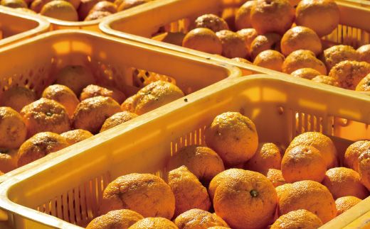R5-918．【早期受付・期間限定】栽培期間中農薬・化学肥料不使用！四万十の柚子 約1.5～2kg（8～15個）【発送時期：2024年11月初旬～下旬まで】