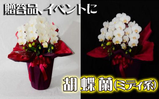 胡蝶蘭(ミディ系) FAA-112