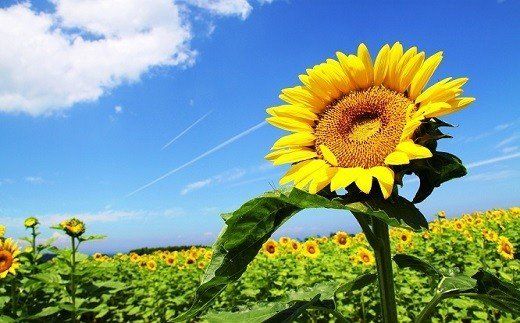 F-15 【ハイオレイック】ひまわり油と亜麻仁油のブレンド（138g×6本）