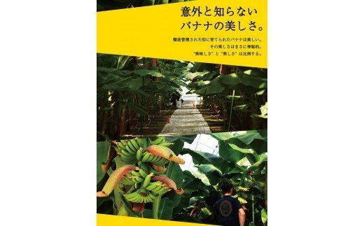 国産バナナNEXT716「6本」レギュラーサイズ【F5806】