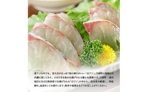 日向灘獲れ！活〆白アジ１kg 　魚 魚介類 [C04406]