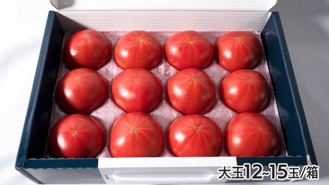 【 先行予約 】【 3ヶ月 定期便 】 てるて姫 中箱 約1.2kg × 1箱 【12〜15玉/1箱】 糖度9度 以上 野菜 フルーツトマト フルーツ トマト とまと [AF049ci]