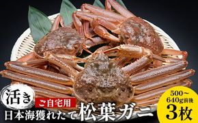 【先行予約】【活き】ご自宅用日本海獲れたて松葉ガニ　500～640g前後　3枚◇ ≪かに カニ 蟹 ズワイガニ≫ ※2024年11月上旬～2025年3月上旬頃に順次発送予定