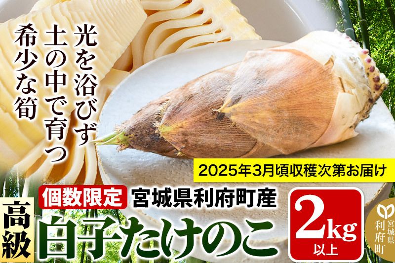 宮城県利府町産 採れたて 高級白子たけのこ 皮付き2kg以上(2〜6本)筍 タケノコ 野菜 国産 新鮮 旬|06_ods-010201