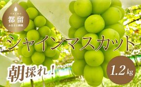 【2025年 先行予約】 山梨県産 シャインマスカット ２房 (1.2kg以上)GA001