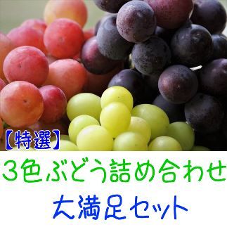 農家直送 3色ぶどう詰め合わせ大満足セット 約4kg入り[先行予約]