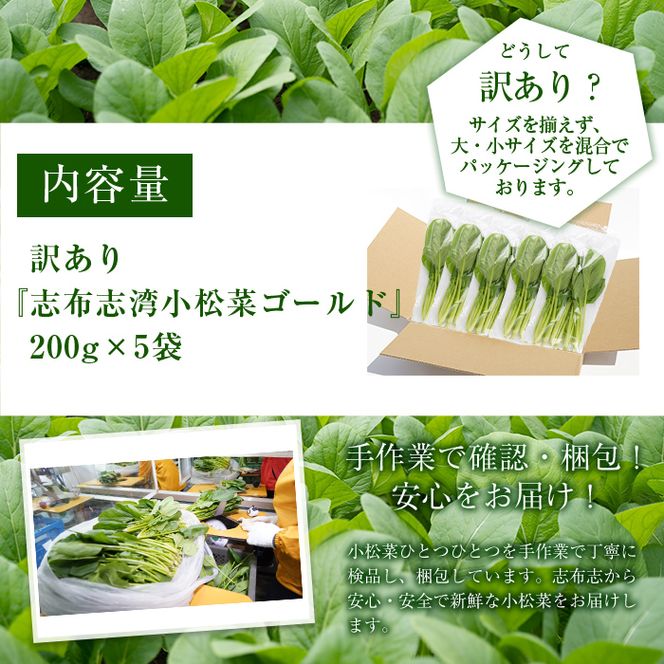 【期間限定・訳あり】志布志湾小松菜ゴールド(計1kg・200g×5袋) p6-012