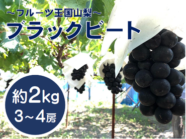 【先行予約2024年発送】希少品種「ブラックビート」3～4房（約2kg）種なし 種無し 黒葡萄 ぶどう ブドウ 葡萄 フルーツ 果物 山梨 やまなし 富士川町