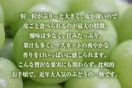 熊本県大津町産 タカハマ観光農園の 朝採れ シャインマスカット 約1kg 1～2房《8月上旬-10月末頃出荷》熊本県 大津町 ブドウ 葡萄 ぶどう シャインマスカット 果物 くだもの スイーツ フルーツ デザート ギフト 種なし クール便 送料無料---oz_thm_4_1000g---
