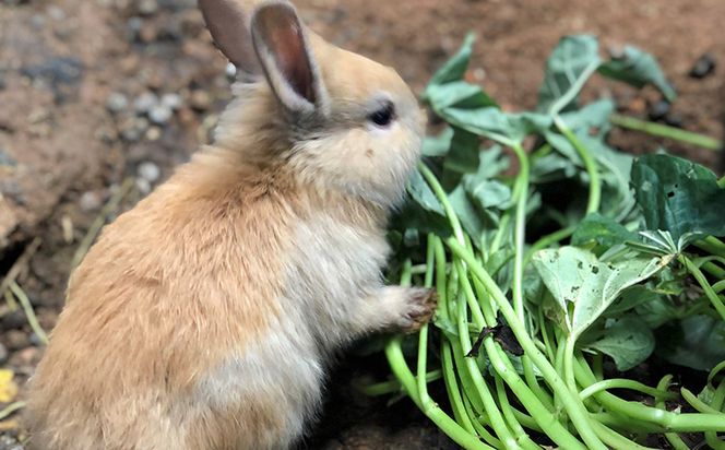 やんばるの自然の中で牧場体験！【1泊朝食付き】（4名様）