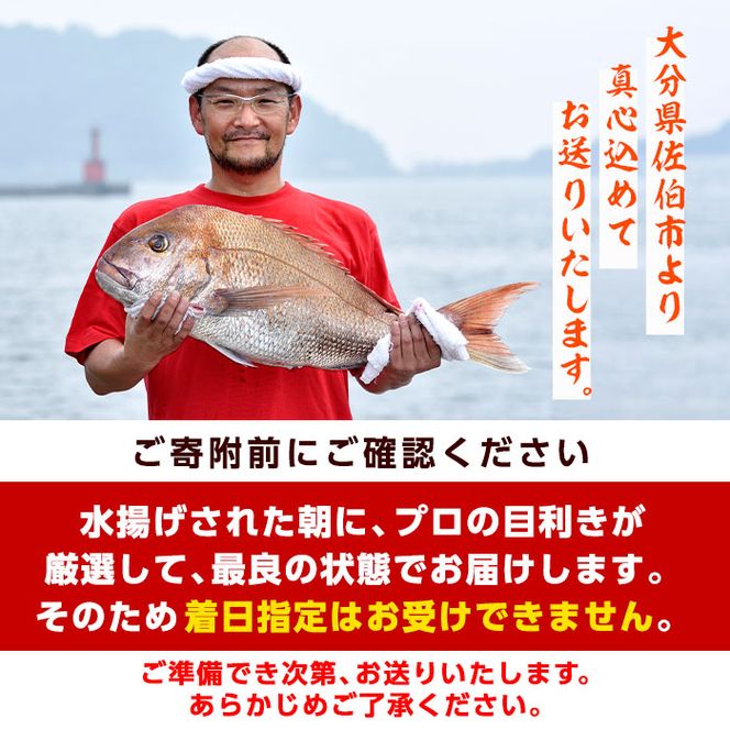 天然 ホウボウ (約2kg・計3-5本) 直送 産直 漁師 魚 鮮魚 天然