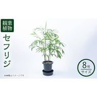 【数量限定】観葉植物 セフリジ ８号サイズ b2-023