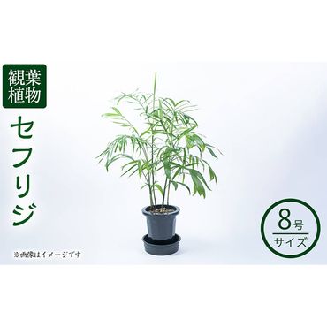 【数量限定】観葉植物 セフリジ ８号サイズ b2-023