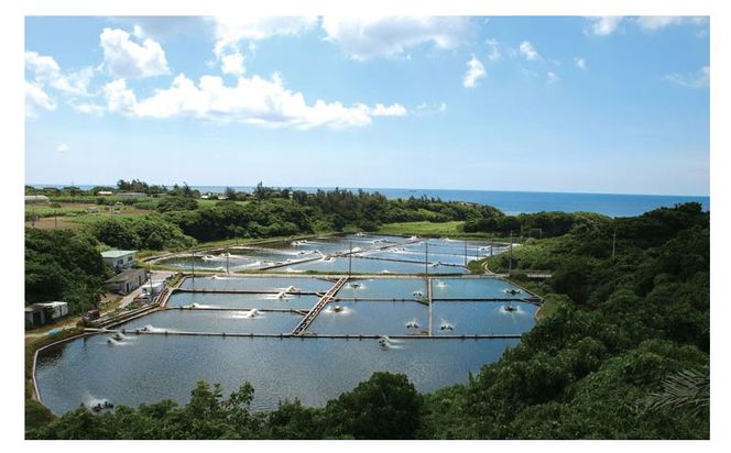【訳アリ】活き〆急速冷凍車エビ（生食可・約1800g）- 海老 車えび 車海老 冷凍 生エビ 国産 養殖 えび天 エビフライ 塩焼き 人気 沖縄県 八重瀬町
