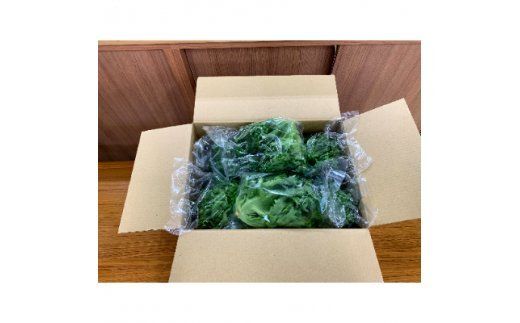 埼玉県春日部市豊野町産　植物工場野菜 セットA（AH001-1）
