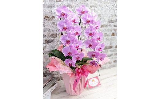 C001 【金賞受賞】スタンダード＊姫葵（ヒメアオイ）大輪＊２本立