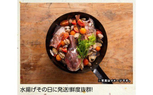 『日向灘海の幸』 通浜鮮魚セット 【 魚介類 鮮魚 魚 詰め合わせ 】[H1702]