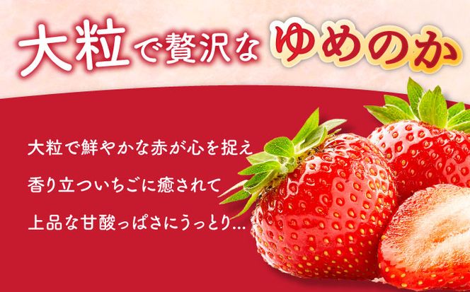 【2025年1月〜発送】いちご ゆめのか 250g × 4パック / イチゴ 苺 果物 フルーツ / 南島原市 / JA島原雲仙東南部基幹センター [SAC008]