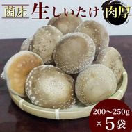 生椎茸 5袋セット 計 1kg以上 のんびりすくすく育った 菌床しいたけ｜生しいたけ 生シイタケ しいたけ きのこ キノコ 茸 野菜 京都 国産 肉厚 訳あり ※～2025年1月中旬頃まで順次発送予定