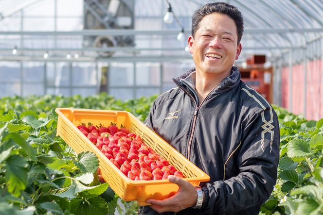 【期間限定発送】EA050 長崎県知事賞受賞【 大玉 いちご 】「 ゆめのか （3L～5L）」265g×4パック ＜1～4月にお届け＞