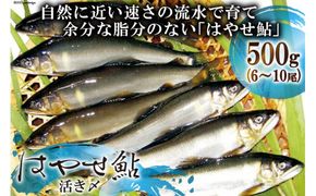 鮎の極み「はやせ鮎」活き〆 500g 6～10尾 [宮城鮎工房 宮城県 加美町 44581309]