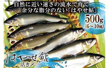 鮎の極み「はやせ鮎」活き〆 500g 6～10尾 [宮城鮎工房 宮城県 加美町 44581309]