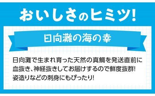 『日向灘の海の幸』 天然真鯛 （活き締め） 【 魚介類 鮮魚 魚 鯛 タイ 】 [H1706]