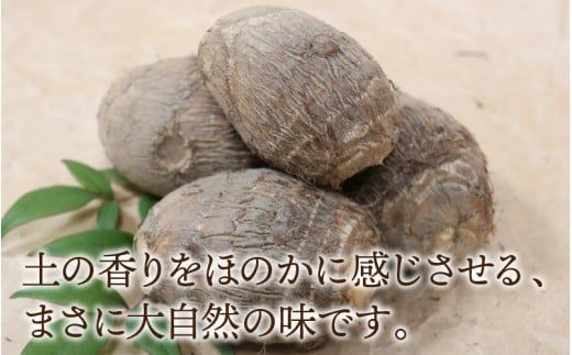 【先行予約】さといも 大和里芋（やまと）３kg【11月上旬以降順次発送】