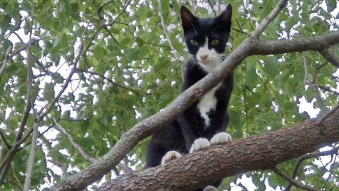 【返礼品なし】「てくてくさくらねこ」　地域猫活動支援【てくてくさくらねこの会】_HA1118