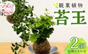 観葉植物 苔玉 2個セット (品種おまかせ)_M238-003