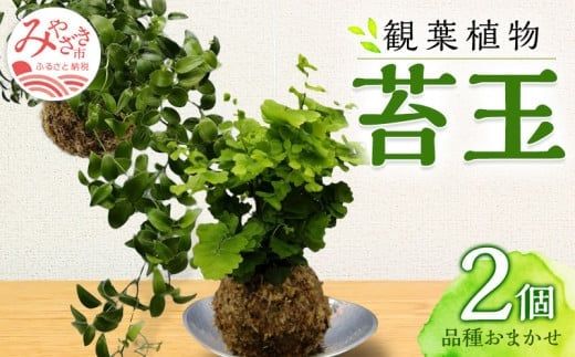 観葉植物 苔玉 2個セット (品種おまかせ)_M238-003（宮崎県宮崎市