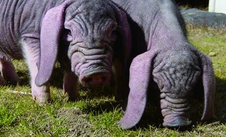 K1570 【数量限定】塚原牧場の幻の豚「梅山豚」イタリアンセット（茨城