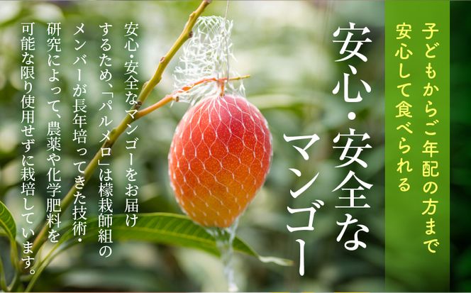 期間・数量限定 宮崎県産 希少種マンゴーパルメロ 計576g以上 1玉入り_M223-003