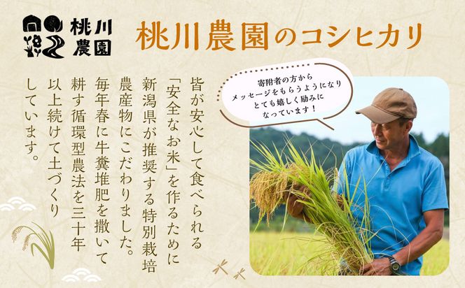 【令和7年産米】【精米即日発送】 新潟県村上市 桃川産 特別栽培 コシヒカリ 10kg　AB4038